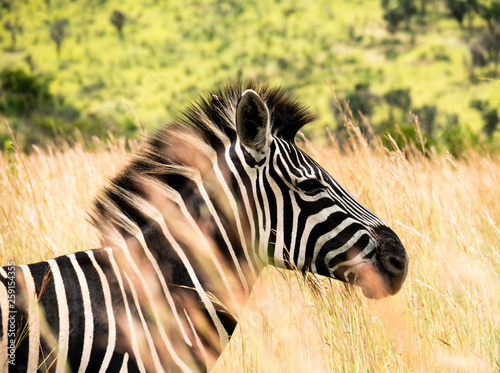 Profile of a zebra at the national parc Pilanesberg in South Africa 