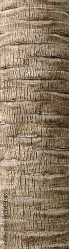 palm tree bark texture