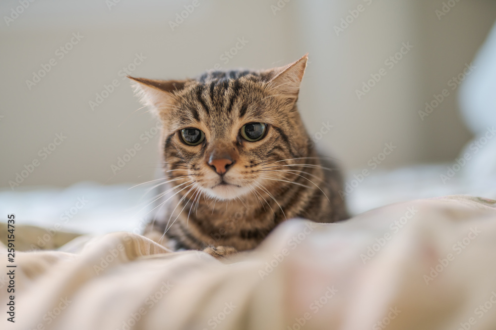 Beautiful short hair cat lying on the bed at home Beautiful short hair cat lying on the bed at home