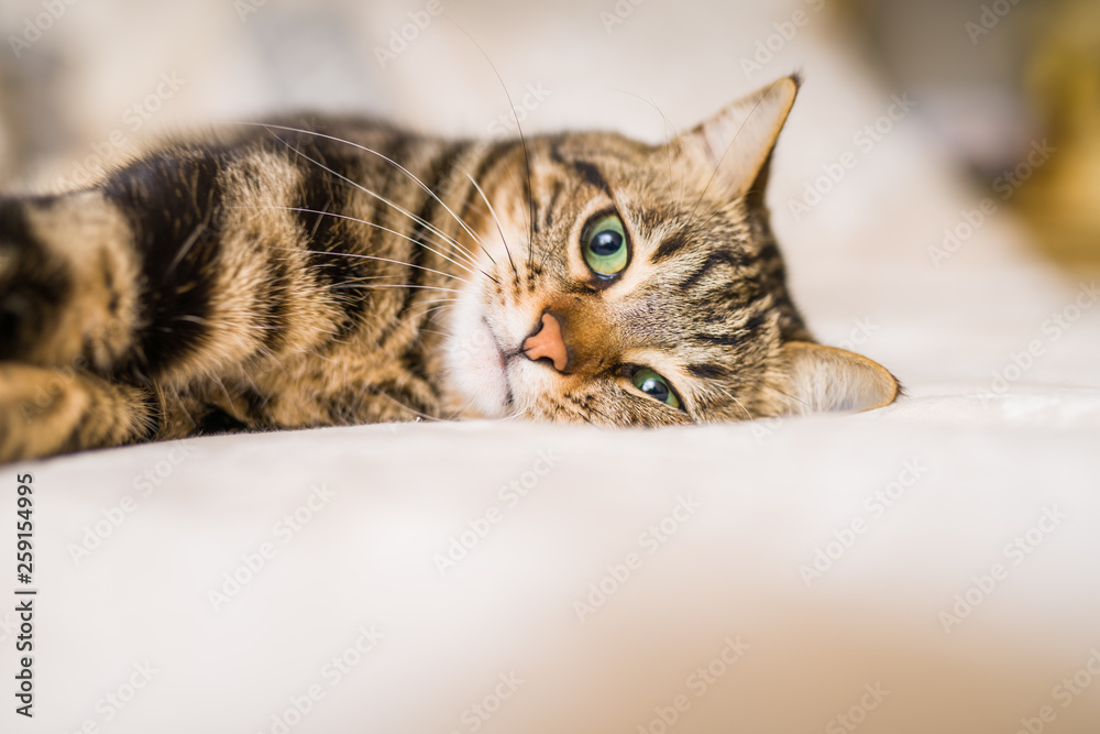 Beautiful short hair cat lying on the bed at home - obrazy, fototapety, plakaty 