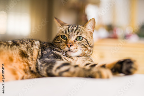 Beautiful short hair cat lying on the bed at home