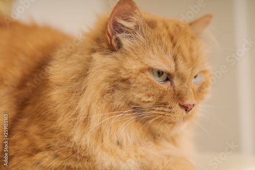 Beautiful ginger long hair cat with angry face sitting on table at home