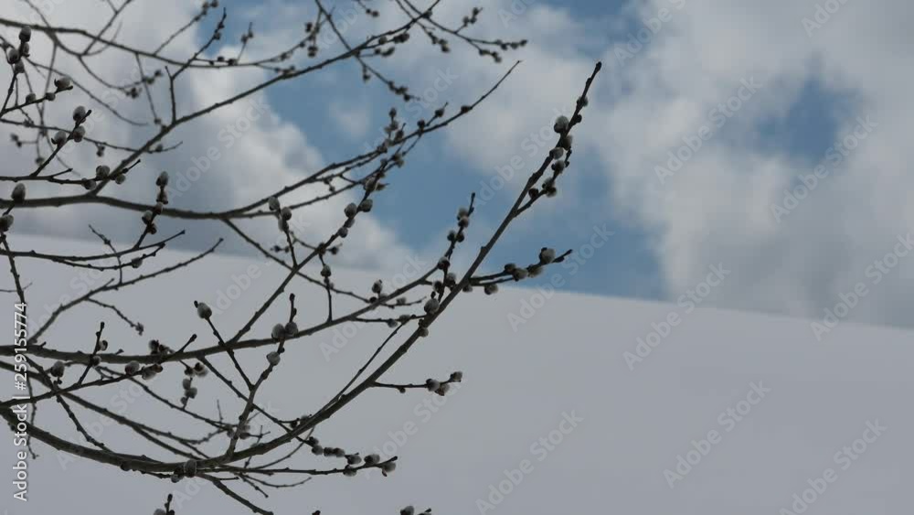 branches of tree branches of tree
