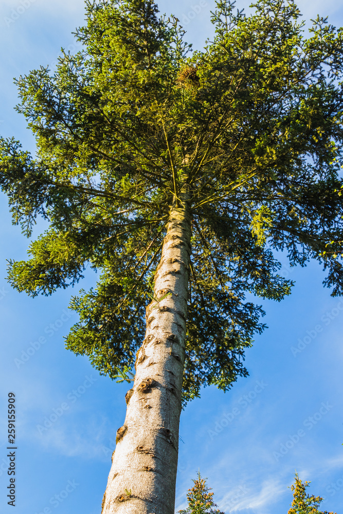 Fototapeta premium View of trees from inside a forest