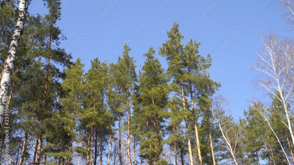 Waggling coniferous trees from below Low angle view of calmly shaking tall evergreen trees in tranquil woods Waggling coniferous trees from below Low angle view of calmly shaking tall evergreen trees in tranquil woods
