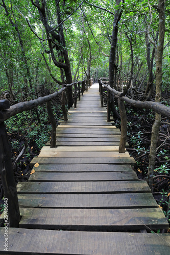 bridge in manngrove forest