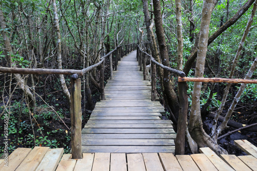 bridge in mangrove forest