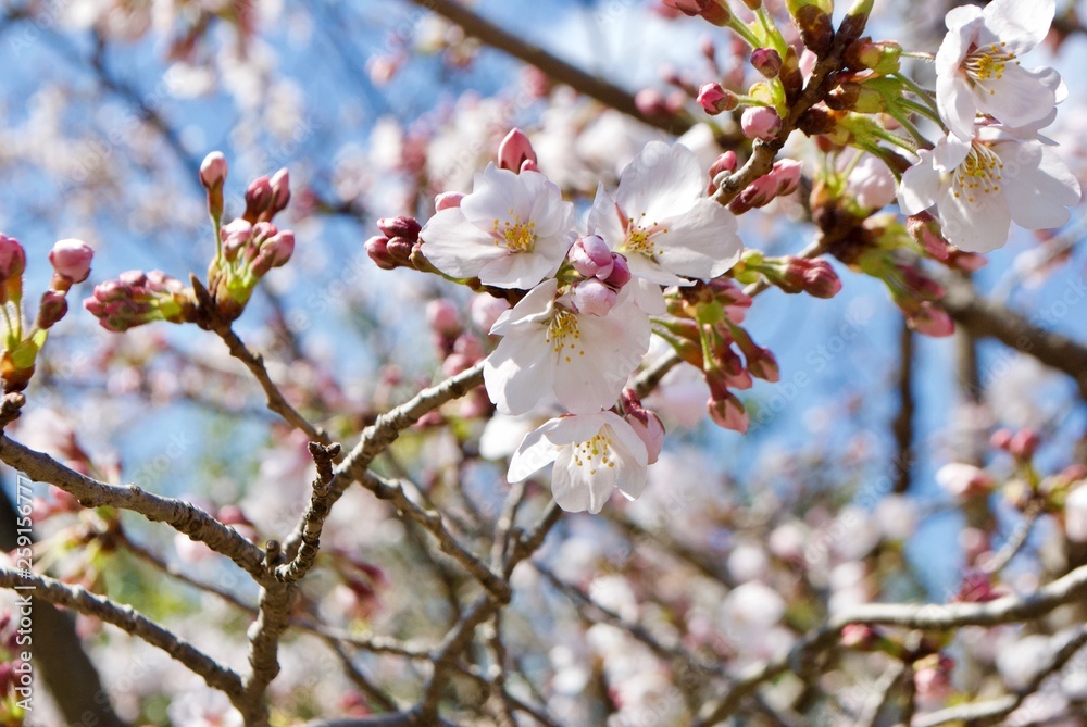 桜の蕾と花びら