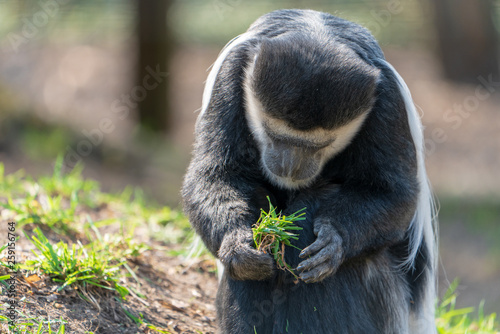 Colubusaffe photo