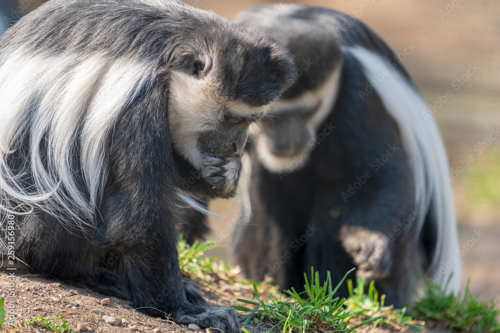 Obraz premium Colubusaffe