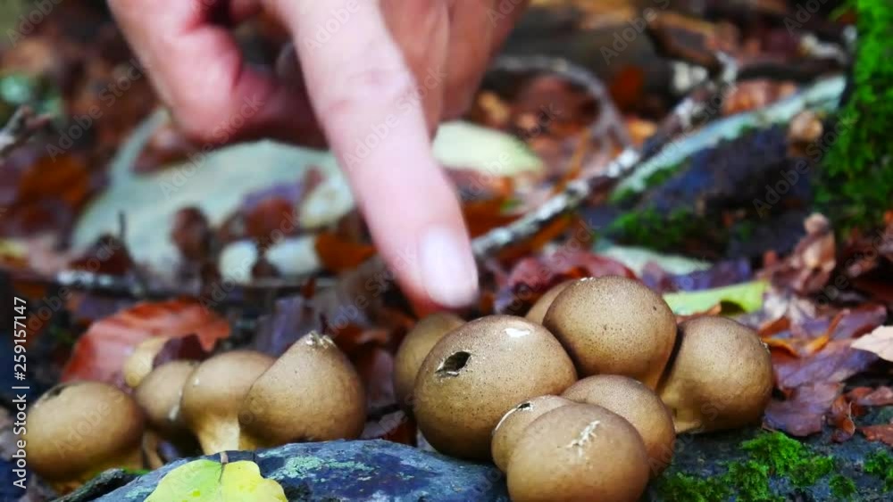 Lycoperdon perlatum, the common puffball a species of puffball fungus in the family Agaricaceae. releases spores in a burst when the body is compressed to the touch.
