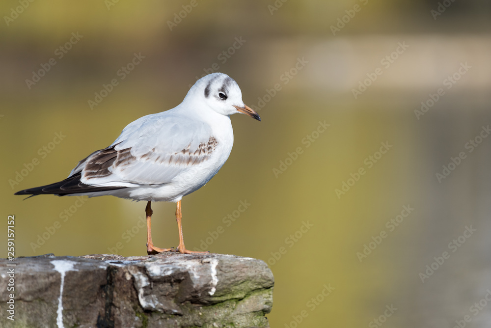 isolated black-headed gull on a wall at a pond isolated black-headed gull on a wall at a pond