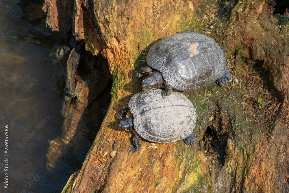 Kleine Schildkröten Kleine Schildkröten