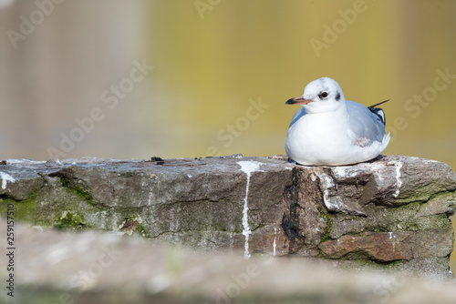 isolated black-headed gull on a wall at a pond