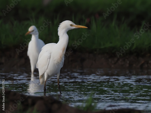 the egret's wild life © Taufik