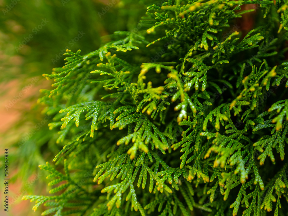 Green arborvitae branches