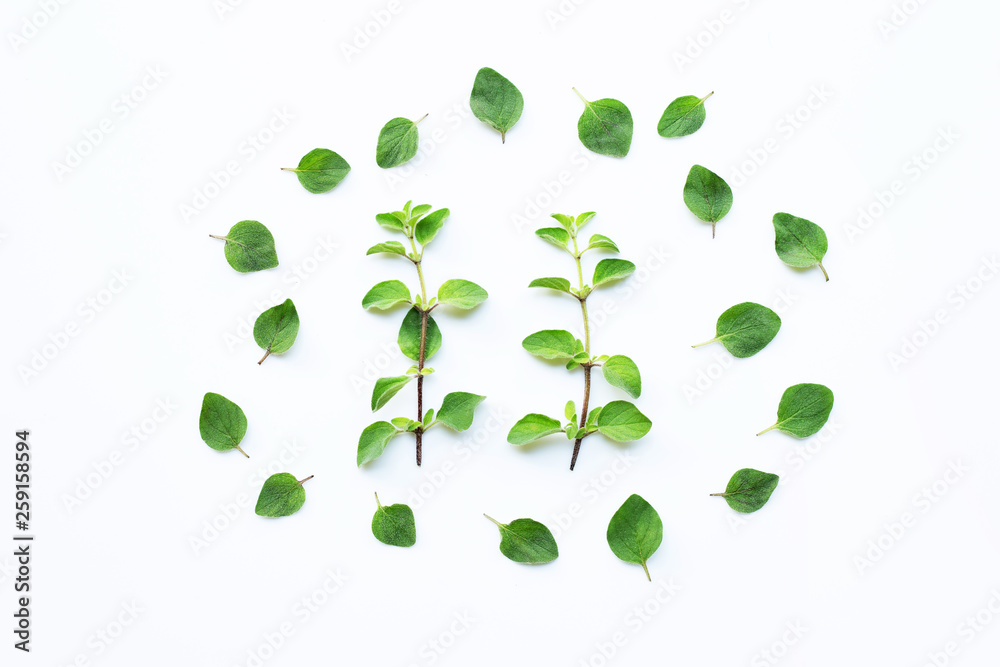 Fresh oregano isolated on white Fresh oregano isolated on white