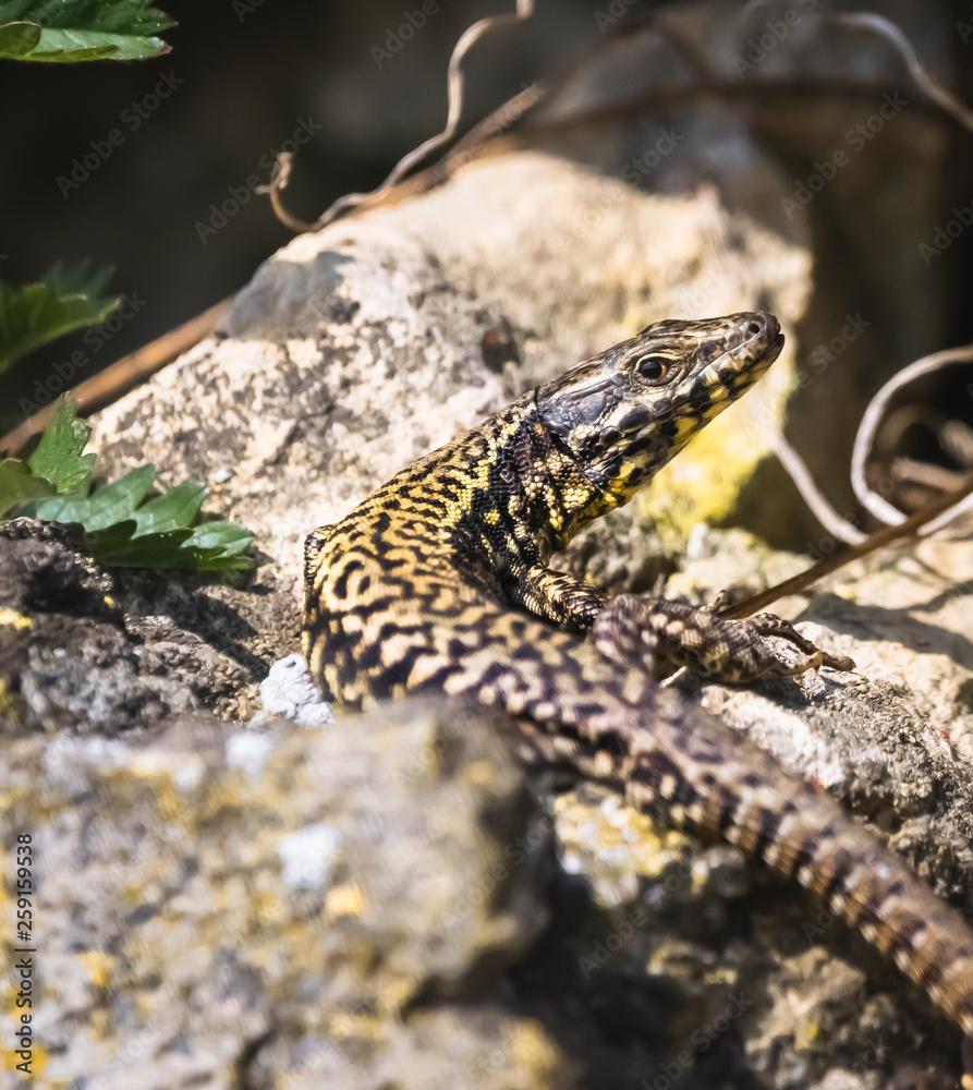Naklejka premium Wandeidechse