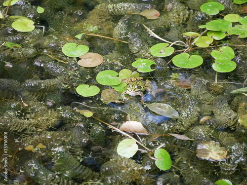 Frosch im Teich mit Wasserpflanzen