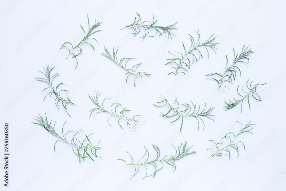 Curry plant leaves isolated on white Curry plant leaves isolated on white