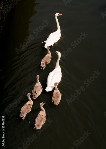 Fototapeta Naklejka Na Ścianę i Meble -  Swan family cygnets