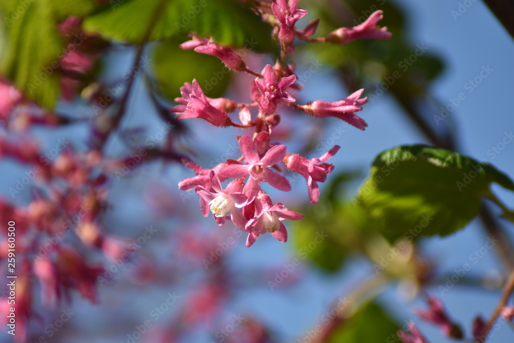 Blühende Blut-Johannisbeere (Ribes sanguineum) Blühende Blut-Johannisbeere (Ribes sanguineum)
