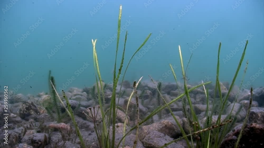 Underwater bottom of Lake Baikal in Siberia Of Russia. Underwater bottom of Lake Baikal in Siberia Of Russia.
