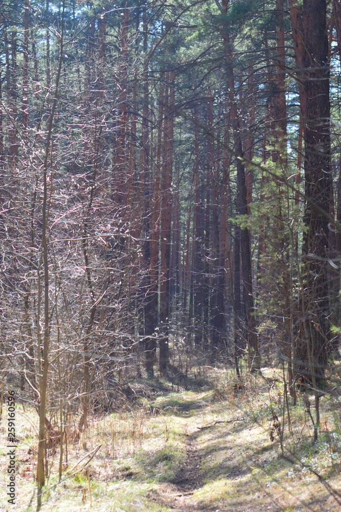 Landscape - early spring in the forest Landscape - early spring in the forest