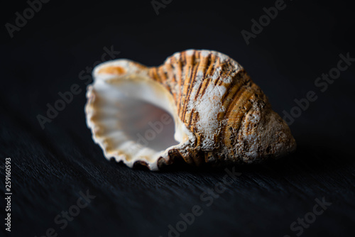 sea shell on black background