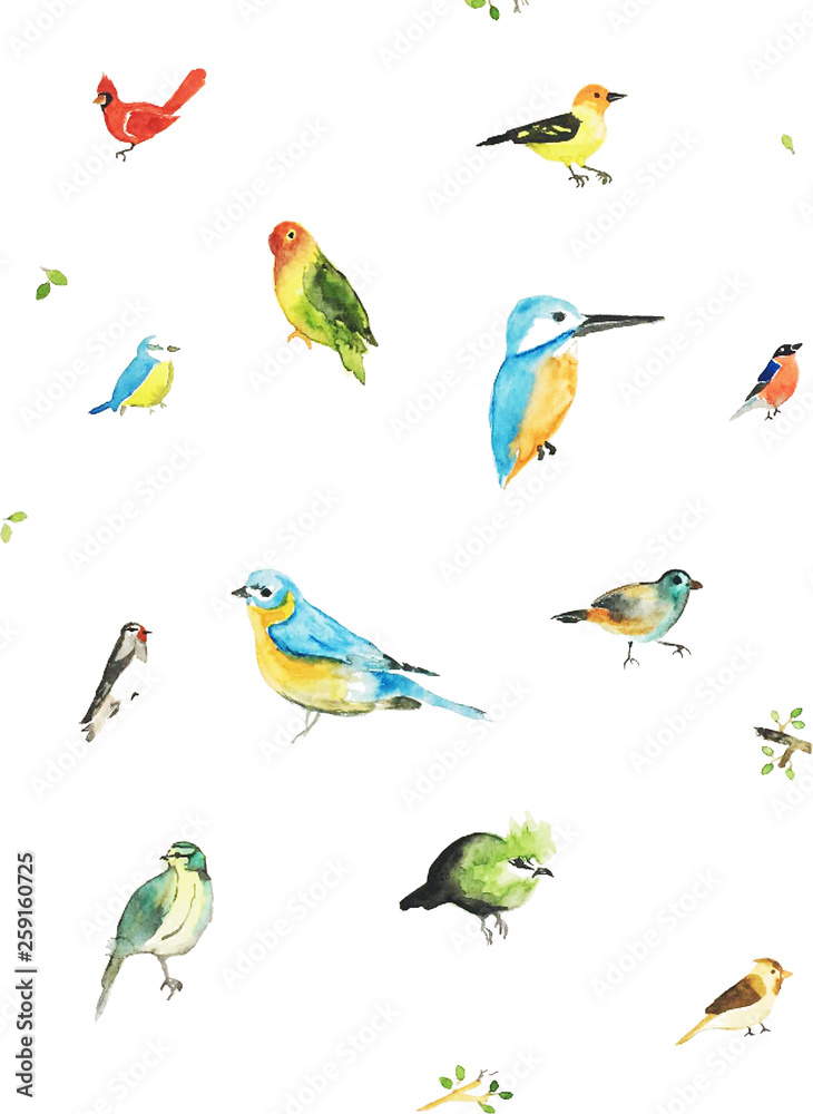 colourful birds colourful birds