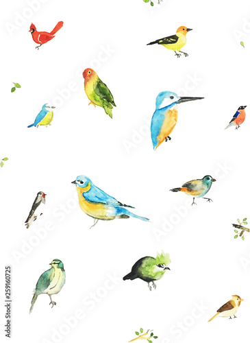 colourful birds © krishna