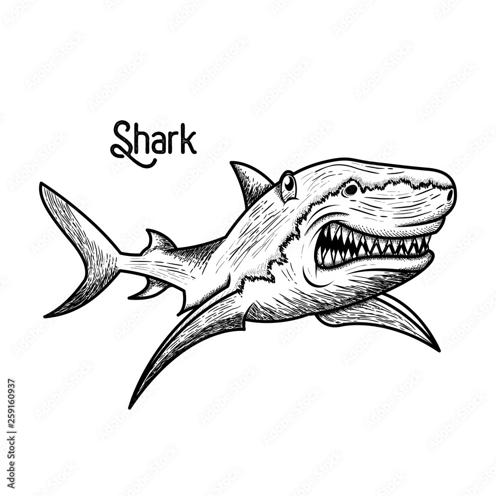 Fototapeta premium shark hand drawn style