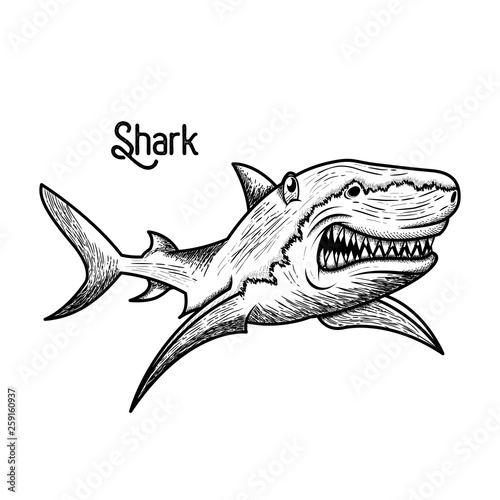 shark hand drawn style