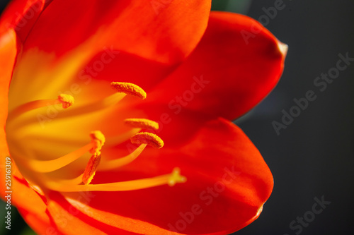 bright orange flower macro with pollen on stamens