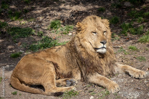 Wallpaper Mural ライオン Torontodigital.ca