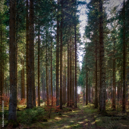 Spaziergang im Wald