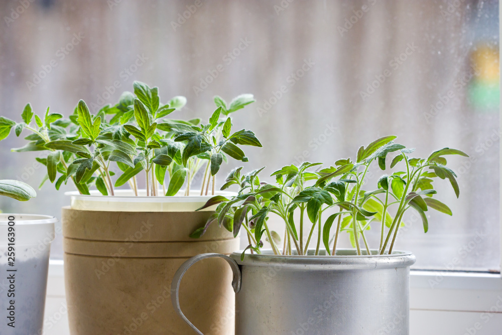 Seedlings of tomatoes and peppers on the windowsill Seedlings of tomatoes and peppers on the windowsill