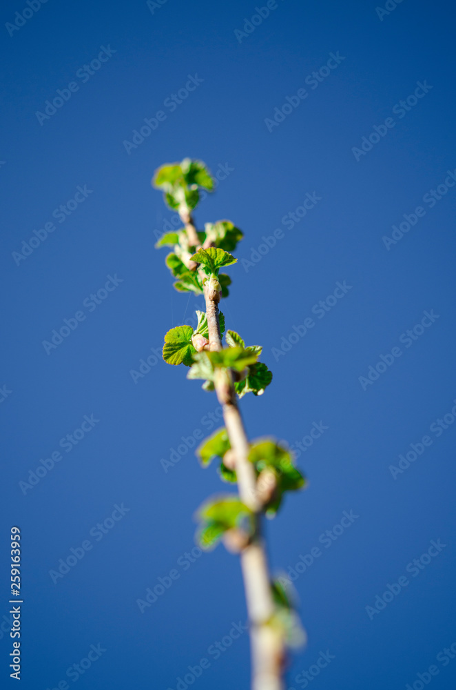 Young branch of currant with spring green leaves on a background of blue sky Young branch of currant with spring green leaves on a background of blue sky