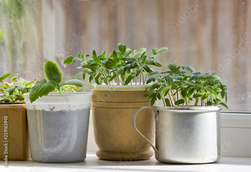 Seedlings of tomatoes and peppers on the windowsill