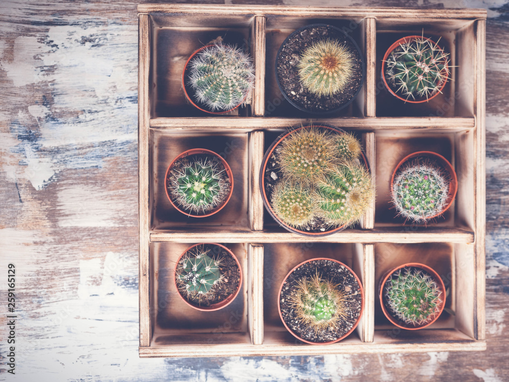 Cacti in wooden box. Photo of various types of cacti. Image toning. Top view