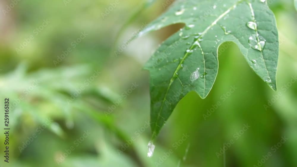 The raindrops fall in papaya leaf. The raindrops fall in papaya leaf.