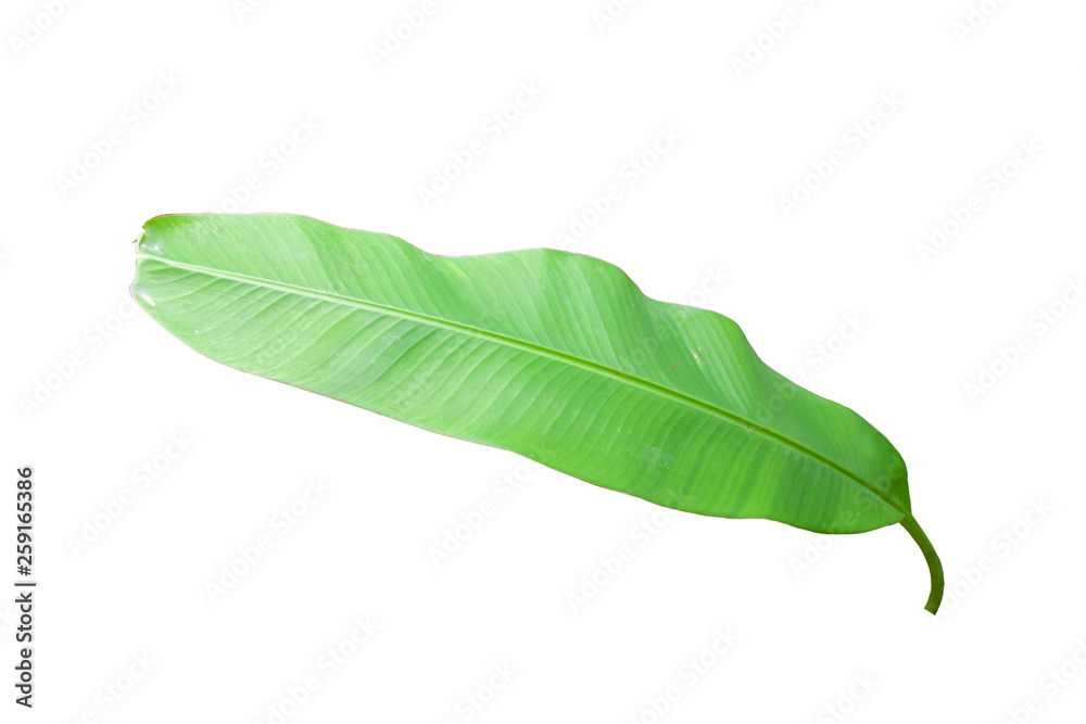 Fototapeta premium Banana leaf isolated on white background included clipping path.
