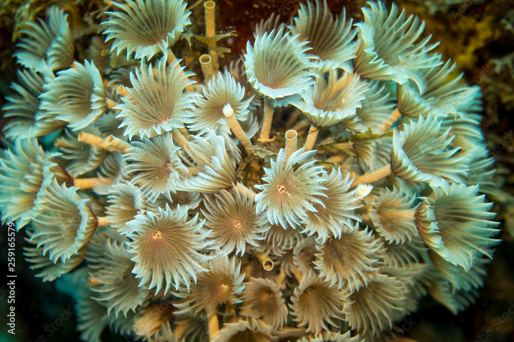 Close up of a feather duster worm as a part of the coral reef in the Caribbean Sea around Curacao Close up of a feather duster worm as a part of the coral reef in the Caribbean Sea around Curacao