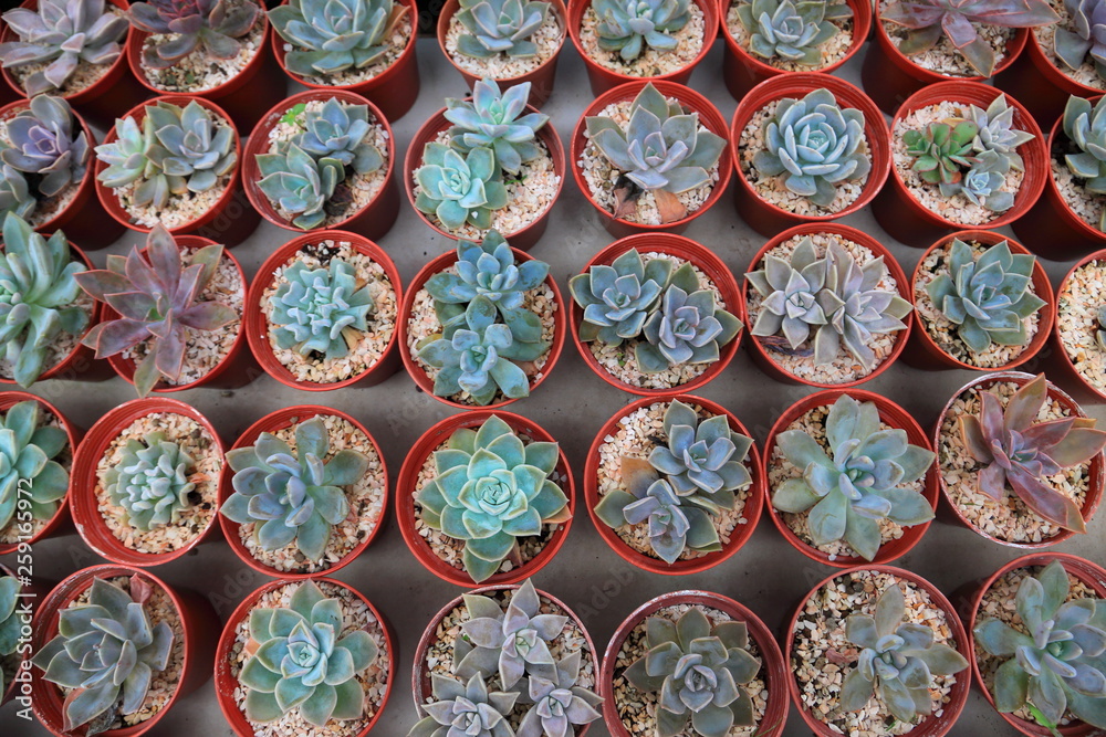 Fototapeta premium Collection of blue miniature succulent in greenhouse garden top view 