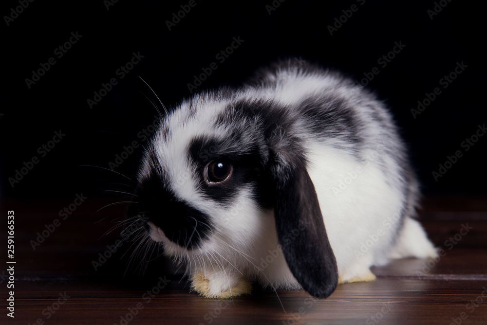 rabbit on a wooden dark background rabbit on a wooden dark background