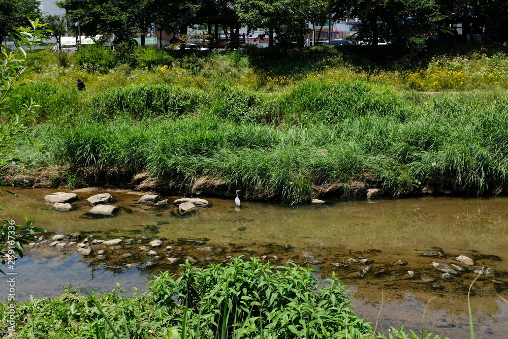 Naklejka premium 개천에 사는 학