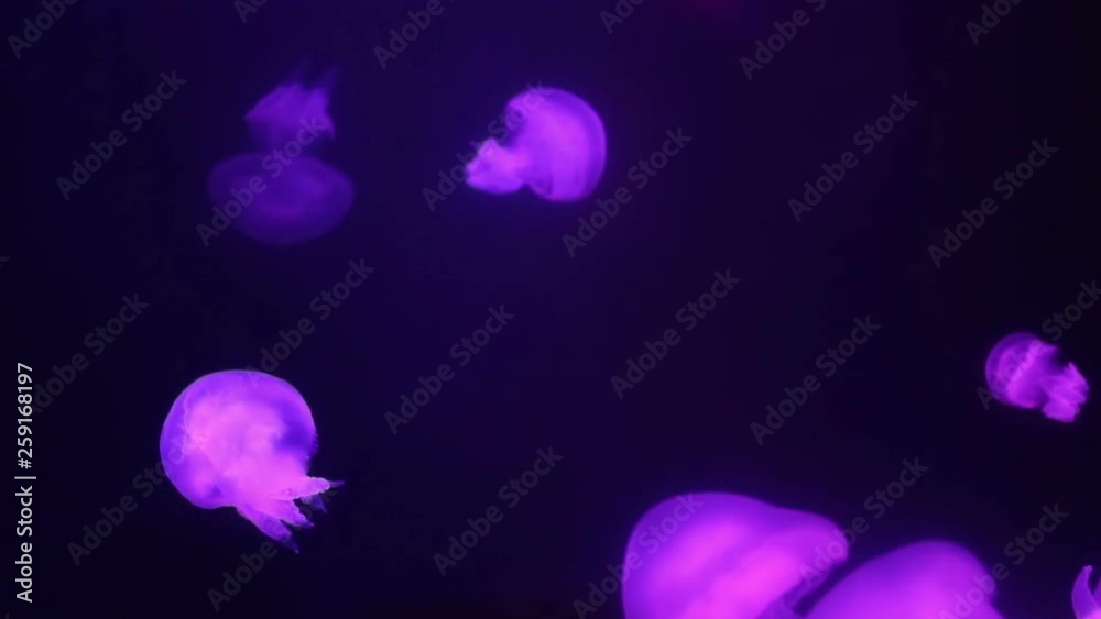 Beautiful jellyfish swiming in a aquarium lit by lights with different colors Beautiful jellyfish swiming in a aquarium lit by lights with different colors