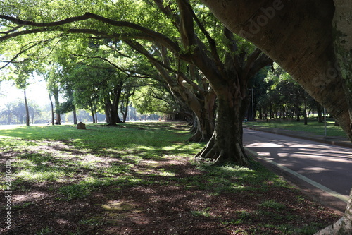 Ibirapuera's Park - 105