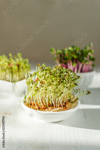 Microgreen kress, pink radish sprouts on white wooden background in trendy hard direct sunlight, deep shadows, copy space photo