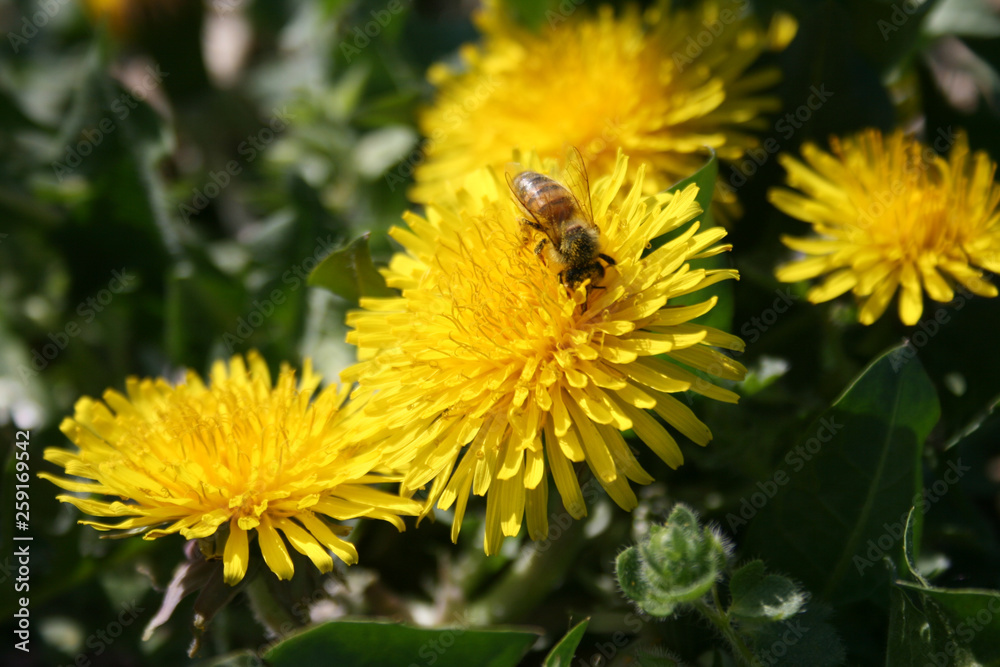 Close-up of bee pollinating yellow flower, dandelion in a green grass field in spring 